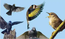  ??  ?? Left to right: the jackdaw, blackbird, goldfinch, starling and wren. Composite: Getty Creative and Alamy