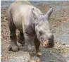  ?? — AP ?? An unnamed rhino at the Carolina Zoo. The calf was born to mother Linda and father Stormy.