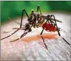  ?? CONTRIBUTE­D ?? Though some mosquitoes in Cedar Park have tested positive for West Nile virus, no human cases of the virus have been reported in the city.