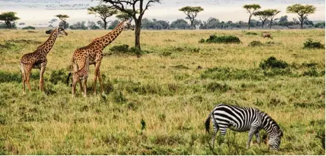  ?? Fotos: Gioia Forster/dpa ?? Auf einer Safari im Nationalpa­rk Massai Mara in Kenia, zeigen die Safari Guides den Touristen zum Beispiel Zebras und Giraffen.