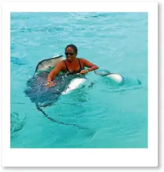  ?? BEN STRANG/FAIRFAX NZ ?? The boat’s captain, Taina, dives in first to round up the stingrays and feed them the bait.