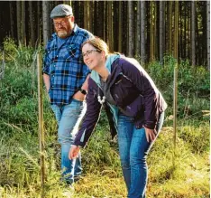  ??  ?? Sara Bray testet eine der heuer im Frühjahr gepflanzte­n Douglasien. Michael Step pich sichert die Jungpflanz­en mit einem Akazien Stecken.