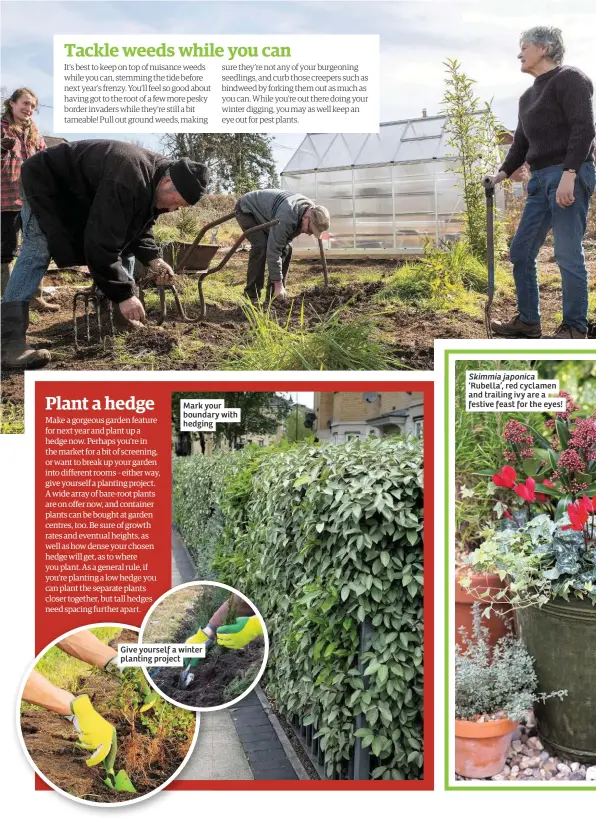  ??  ?? Mark your boundary with hedging
Give yourself a winter planting project
Skimmia japonica ‘Rubella’, red cyclamen and trailing ivy are a festive feast for the eyes!