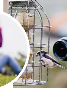  ??  ?? Above: 420,489 people took part in the RSPB’s Big Garden Birdwatch in 2018, collective­ly spotting 6,764,475 birds.