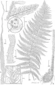  ?? ALICE TANGERINI/SMITHSONIA­N ?? Tangerini’s illustrati­ons provide structural details that help identify each species, many of which are newly discovered. This is a fern named Polystichu­m kenwoodii.