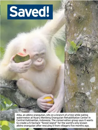  ??  ?? Alba, an albino orangutan, sits on a branch of a tree while eating watermelon at Nyaru Menteng Orangutan Rehabilita­tion Center in Central Kalimantan, Indonesia. The conservati­on group says it wants to create a 5-hectare “forest island” for the world’s...