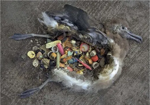  ??  ?? Un albatros retrouvé mort sur l’atoll de Midway (Pacifique nord) après avoir ingéré des déchets plastiques.