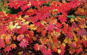  ??  ?? Show-stopper: Brilliant Japanese maple dazzles with its scarlet, ochre and golden leaves