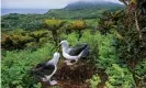  ??  ?? Bad luck to kill them? Yellow-nosed albatrosse­s on Gough Island. Photograph: NaturePL