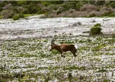  ??  ?? BELOW RIGHT Visitors to the West Coast National Park will see a variety of flowers, from daisies to bulbs, as well as several species of mammals, like this bontebok.