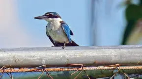  ??  ?? COLLARED Kingfisher P1000833 [FB]