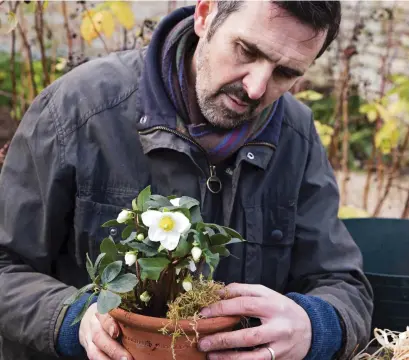  ?? ?? Make a festive display of snowy white Helleborus niger by planting in an attractive pot and topping with moss