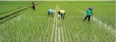  ??  ?? THE FRENCH MINISTRY for Agricultur­e and Food and the Philippine Department of Agricultur­e have signed a bilateral cooperatio­n agreement, which provides for knowledge and technology transfer — to identify different areas where France can bring its...