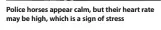  ??  ?? Police horses appear calm, but their heart rate may be high, which is a sign of stress