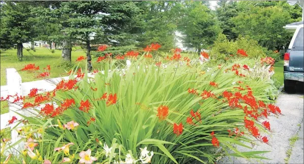  ?? — Photo by Janice Wells/Special to The Telegram ?? As far as I’m concerned, these graceful orange red flowers along a Stephenvil­le driveway are montbretia.