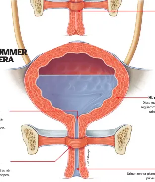  ??  ?? Denne slapper også av når urinen skal ut av kroppen.