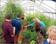  ??  ?? Betsy Ballard, consumer science teacher, points to some of the vegetables being grown in the greenhouse on the grounds of C.F. Patton Middle School.