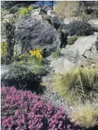  ?? PHOTO: GILLIAN VINE ?? From the mountain . . . Boulders from Mt Cargill form the ‘‘bones’’ of the garden.