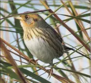  ?? Patrick Comins / Connecticu­t Audubon Society ?? The salt marsh sparrow, a song bird found in coastal marshes from Maine to Virginia, is losing about 9 percent of its population each year. Sea level rise and a transformi­ng environmen­t are predicted to seal the bird’s grim fate. The sparrow is projected to join the likes of the dodo bird and passenger pigeon within the next 51 years.