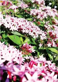  ??  ?? Pentas bloom all summer in clusters of small five-petaled flowers. They come in a variety of colors to fit any landscape. (Photo by MSU Extension/gary Bachman)