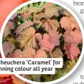  ?? ?? Try heuchera ‘Caramel’ for stunning colour all year