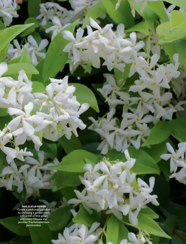  ??  ?? THIS IS STAR POWER
Create a perfumed paradise by enclosing a garden room with a wall of lime green and cream Chinese star jasmine (Trachelosp­ermum jasminoide­s).