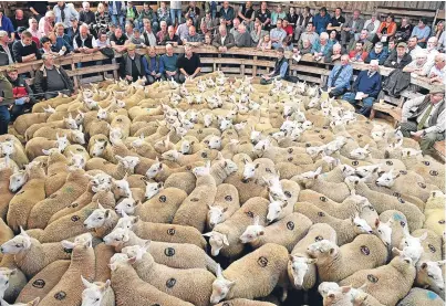  ?? Picture: Getty. ?? A packed Lairg market at last year’s annual lamb sale. The sale is the biggest one-day livestock market in Europe, when some 20,000 sheep from all over the north of Scotland are bought and sold.