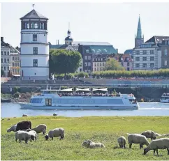  ?? FOTO: DPA ?? Idylle pur: Am Oberkassel­er Rheinufer grasen die Schafe. Die ersten Osterlämme­r sind auch da.