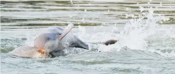  ??  ?? Mekong Irawaddy dolphins surface in Cambodia’s Mekong river. — AFP photo