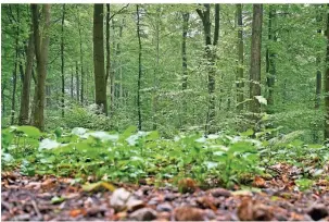  ?? FOTO: MOLL ?? Im Wald finden sich viele Materialie­n zum Basteln.