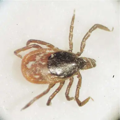  ??  ?? A deer tick as seen through a microscope. Known scientific­ally as oxodes pacificus, deer ticks are one of the Island’s resident tick species and a potential cause of Lyme disease, Monique Keiran writes.