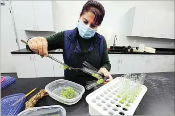  ?? ALEX HORVATH / THE CALIFORNIA­N ?? Christina Martinez removes grape plants from test tubes in the embryo research lab at Sun World’s new innovation­s facility in Wasco. The specialty-fruit breeding company breeds plants to produce the tastiest, best-looking grapes and stone fruit with the longest-possible shelf life.