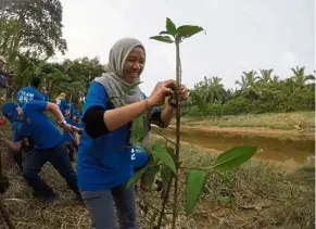  ?? — TAN JAE HAN/WWFMalaysi­a ?? Volunteers trying their hands at mangrove planting.