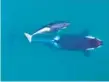  ?? NOAA VIA AP ?? A pair of Southern Resident orcas swim together. A baby was born to the pod’s J35 last weekend, and two more orcas are pregnant.