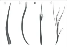  ?? — Reuters photos ?? The four feather types: filaments, filament bunches, tufted filament, and down feather.