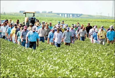  ?? Arkansas Democrat-Gazette/STEPHEN STEED ?? Farmers and agricultur­e industry workers walk through a Mississipp­i County soybean field Tuesday at the University of Arkansas’ Northeast Research and Extension Center in Keiser during UA’s annual “field day.”
