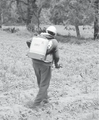  ?? /CÉSAR RODRÍGUEZ ?? La gran demanda de químicos en la agricultur­a debilita al suelo en grado drástico, señaló agrónomo Modesto Ricardo Contreras