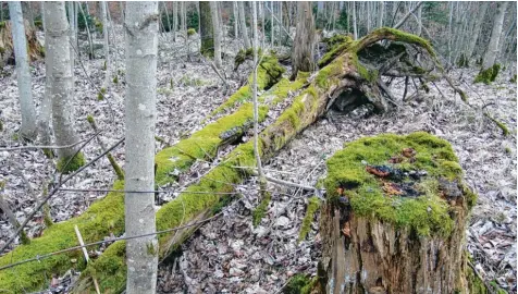  ?? Fotos: Hans Bosch ?? Totholz im Wald bedeutet heute keineswegs, dass es sich um eine ungenügend­e Waldpflege handelt. Es ist vielmehr gewollt, als neuer Lebensraum für viele Kleintiere.