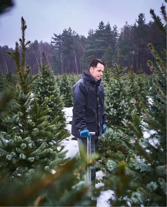  ??  ?? Tony Van Ginhoven steekt een kerstboom uit in 30 seconden. Hij heeft vier voetbalvel­den vol.
FOTO JEROEN HANSELAER