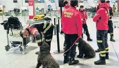  ?? Diputgción de Málg g / EFE ?? Rescatista­s de la oenegé Bomberos del Mundo con perros, ayer en el aeropuerto de Málaga