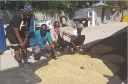  ??  ?? Extending a helping hand… Some of the volunteers (above and photo right) preparing mahangu before it is milled and subsequent­ly trucked to the coastal areas where Covid-19 has pauperised many households.