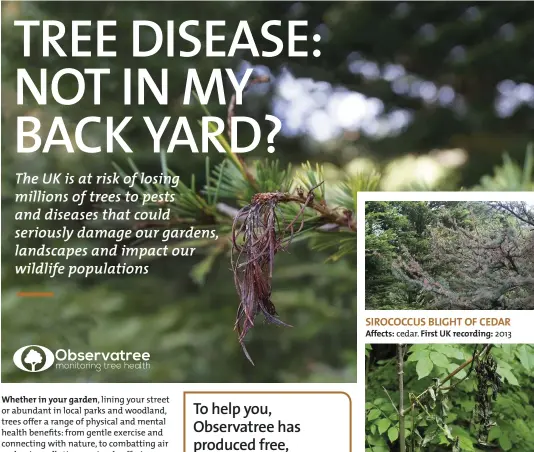  ??  ?? SIROCOCCUS BLIGHT OF CEDAR Affects: cedar. First UK recording: 2013 CHALARA ASH DIEBACK Affects: ash. First UK recording: 2012 2018: Found across 45.4% of the UK (Source: Forestry Commission)