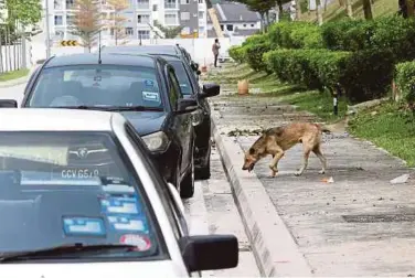  ?? PIC BY ZULFADHLI ZULKIFLI ?? Motorists must avoid the stray dogs around Saujana Impian, in Kajang.