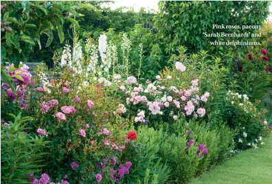  ??  ?? Pink roses, paeony ‘Sarah Bernhardt’ and white delphinium­s.