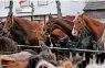  ??  ?? Der Pferdemark­t in Lottum ist die größte Veranstalt­ung ihrer Art in den südlichen Niederland­en.