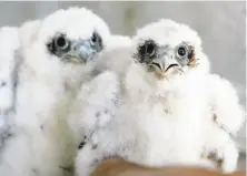  ?? Eric Risberg / Associated Press 2009 ?? Many birds, such as peregrine falcons, adjust their nesting patterns or move to cooler locales to survive climate change.