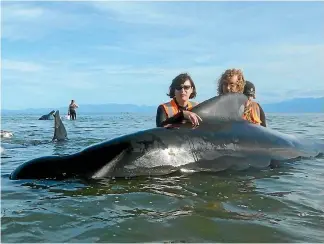  ?? PHOTO: CAMERON SANG ?? Medic Britta Hollmann, left, helps prevent a pilot whale from rolling over during the refloat attempt at Farewell Spit.