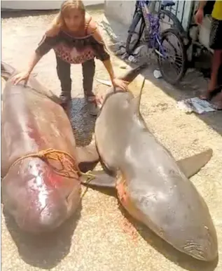  ?? /CORTESÍA ?? Los escualos de gran tamaño son pescados en lanchas de fibra de vidrio en estas fechas fuera de la temporada