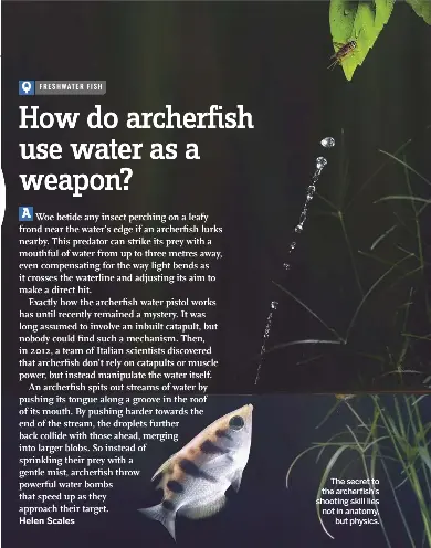 How Do Archerfish Use Water As A Weapon Pressreader