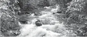  ??  ?? NATURALEZA. Por el Bosque Protector Los Cedros atraviesan ríos con agua cristalina.